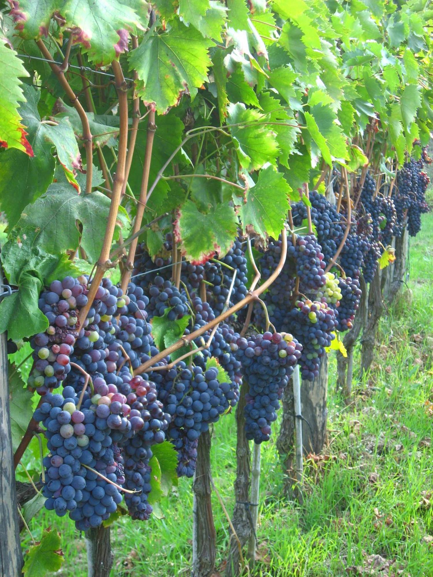 Agriturismo Villani Poderi Nesti & Cupoli Lastra a Signa Buitenkant foto